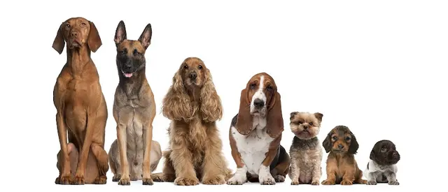 Dog trainer Your Pro Dog Trainer Clovis
