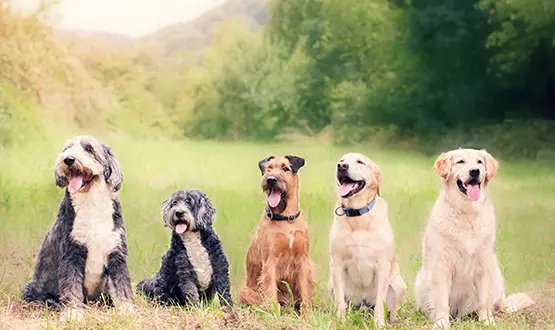 Pet vet NVA Thousand Oaks