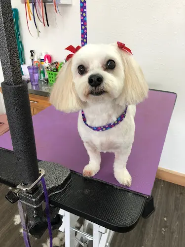 Dog Grooming Shaggy Tails Dog Salon, LLC Gresham