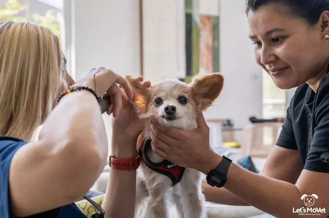 Pet vet Let's MoVET Mobile Veterinary Care Los Angeles