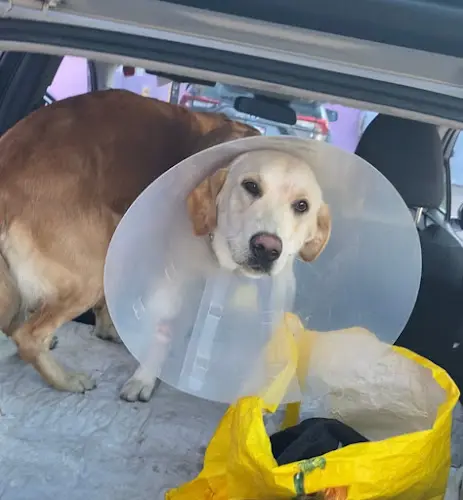 Pet boarding service Center Sinai Animal Hospital Los Angeles