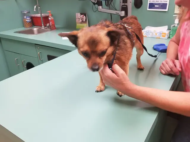 Dog day care center VCA Pacific Avenue Animal Hospital Tacoma