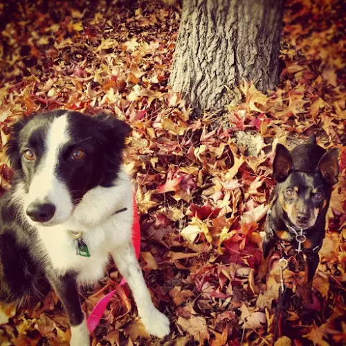 Dog trainer PetCare Veterinary Clinic Roseville