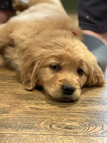 Dog breeder Goldens of Goldendale Gresham