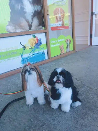 Pet boarding service Sydnee's Pet Grooming Vista