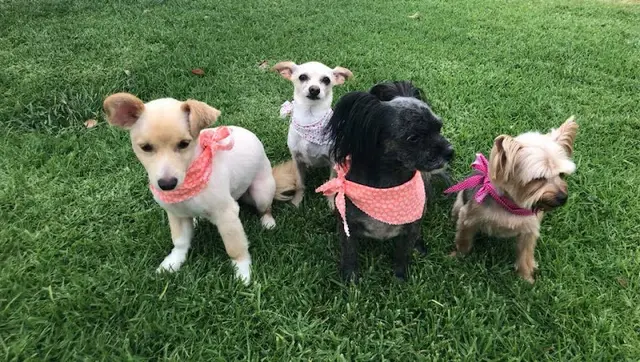 Dog breeder Vet Villa Animal Hospital Pasadena