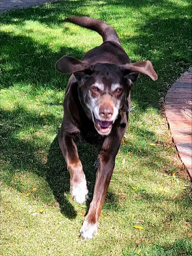 Dog walker Pawtails Pet Sitting Services Escondido