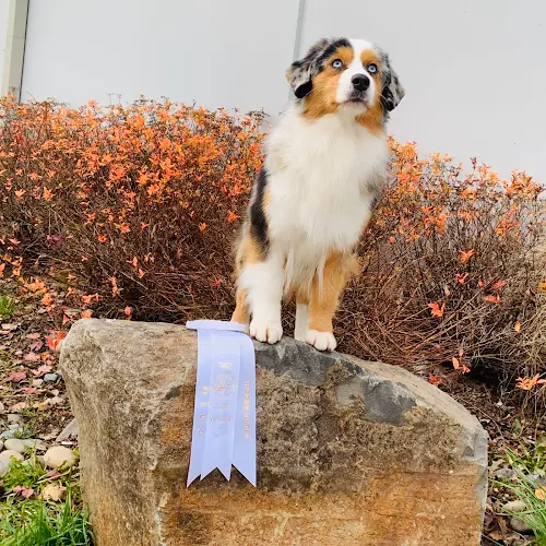 Dog breeder Timeless Aussies Santa Barbara