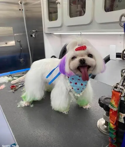 Dog Grooming smile mobile grooming Simi Valley