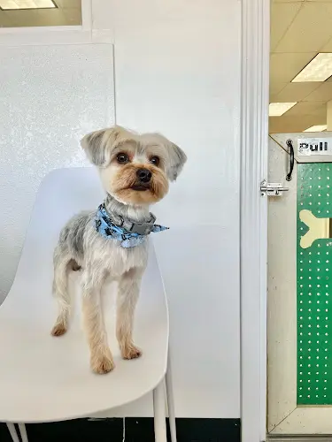 Pet vet Fluff and Puff Dog Wash San Mateo