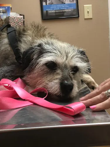 Dog day care center All Care Pet Clinic Lancaster