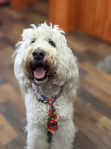 Pet boarding service The Paisley Pooch Spokane Valley