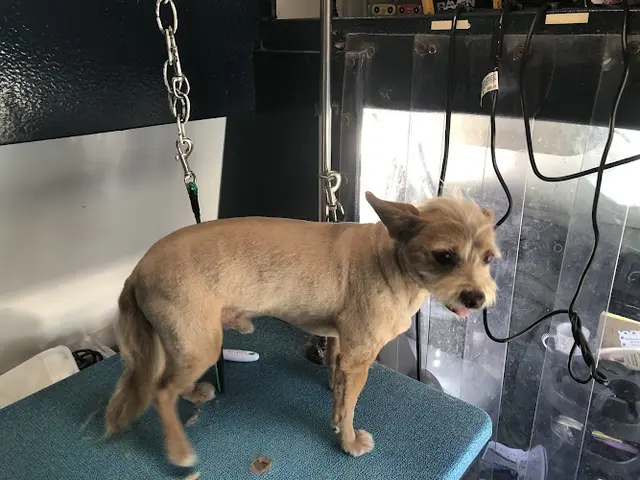 Pet boarding service Estela’s paw express Palmdale