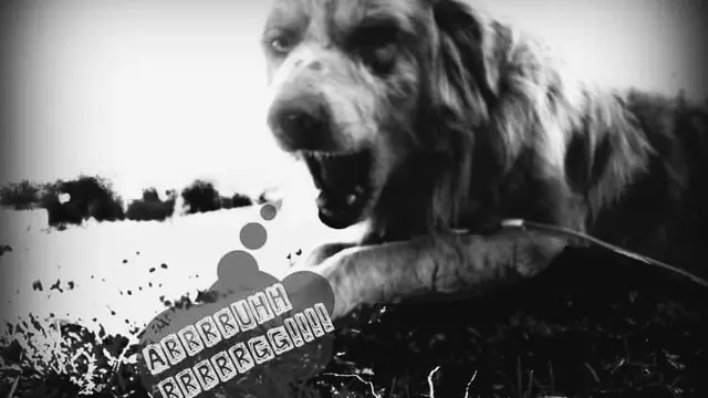 Dog trainer K9 Logistics LLC Anchorage