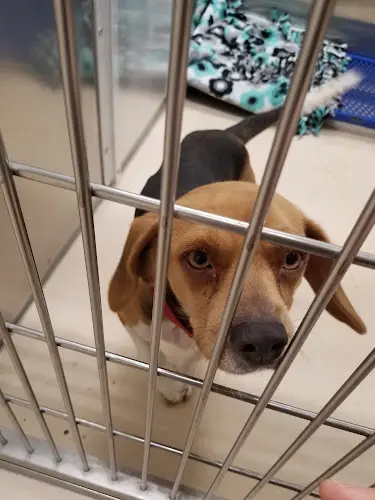 Rescue & Shelter Fairbanks Animal Control/Shelter Anchorage