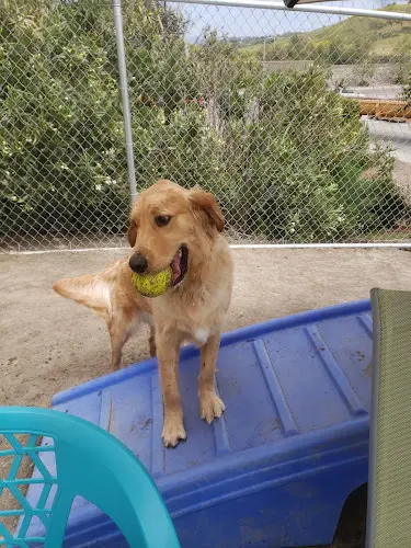 Dog day care center Surfside Pet Resort Carlsbad