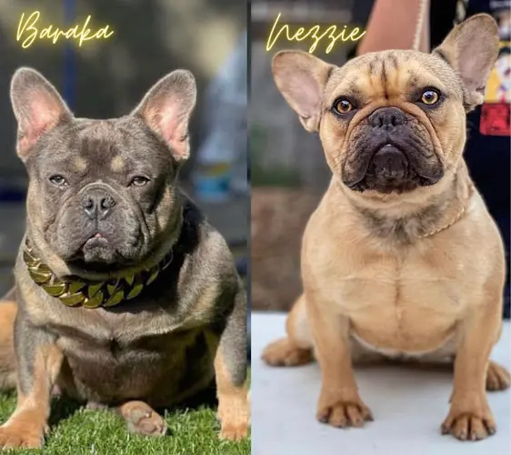 Dog breeder Berkeley Kennels - French Bulldogs Vallejo