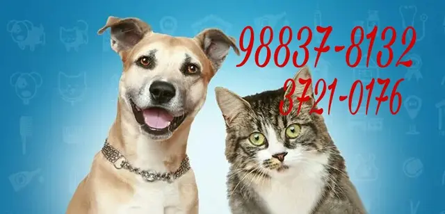 Pet vet Clínica veterinária CTV San Francisco