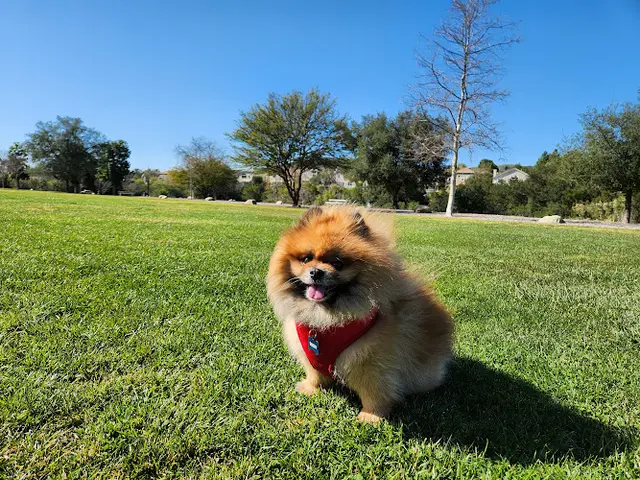 Dog Park Lang Ranch Neighborhood Park Thousand Oaks