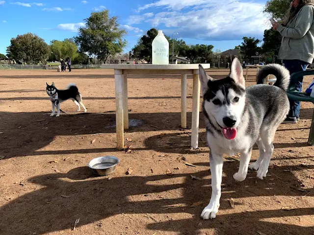 Dog Park Kearny Mesa Leash-Free Dog Park San Diego