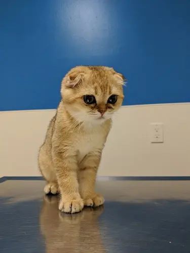 Pet vet Westside Pet Clinic Santa Monica