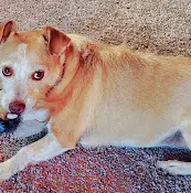 Pet vet Montgomery Village Veterinary Clinic Santa Rosa