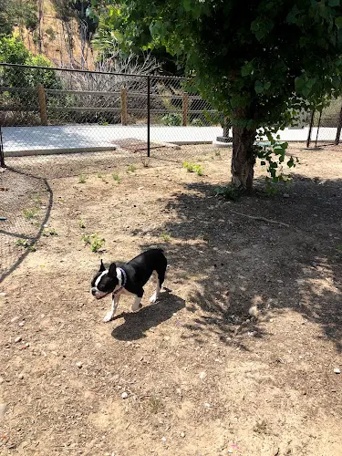 Dog Park Dog Park San Diego