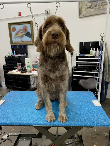 Dog Grooming Grooming At 1st Bend