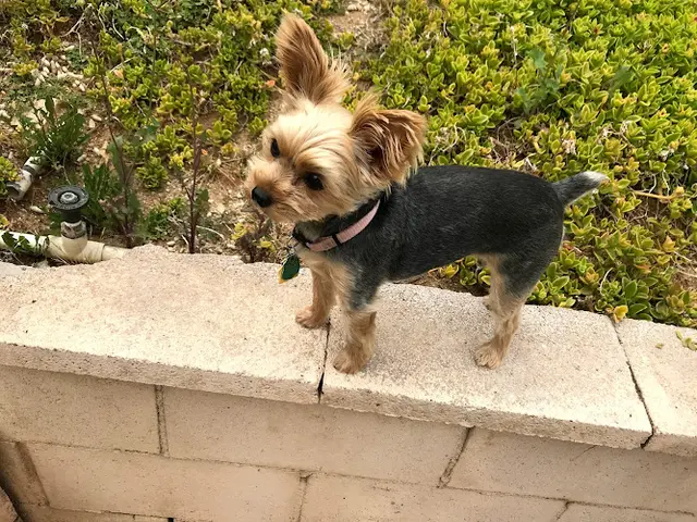 Dog breeder Riverside County Department of Animal Services Jurupa Valley