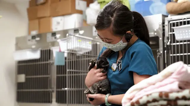 Pet vet Companion Pet Partners Burbank