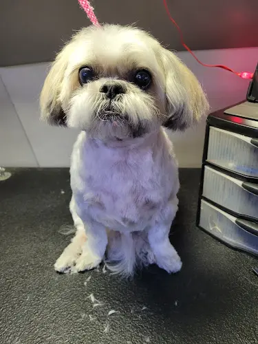 Dog Grooming Angie's Mobile Pet Grooming Victorville