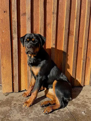 Dog breeder Double H Rottweilers Spokane