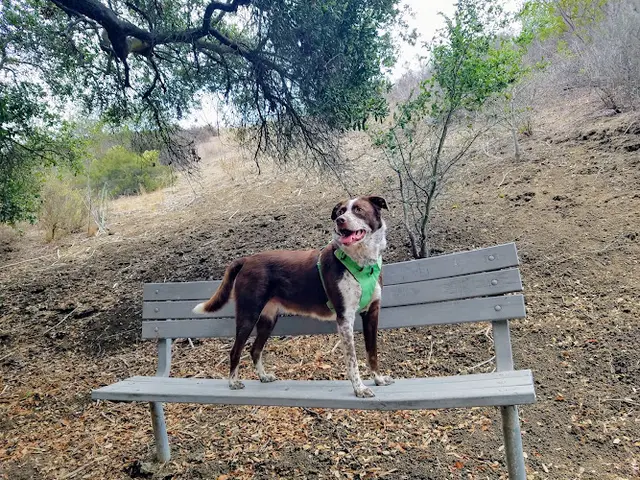 Dog Park Parma Park Santa Barbara