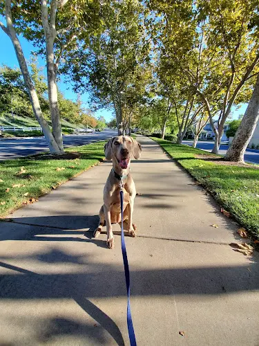 Dog walker The Pet Care Crew Irvine