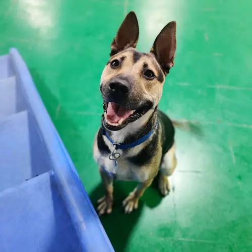 Dog day care center Dog Resort Los Angeles