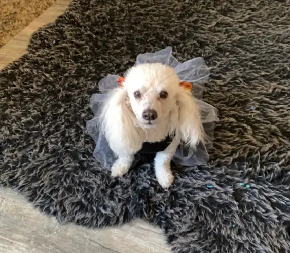 Dog day care center Hesperia Animal Hospital Victorville