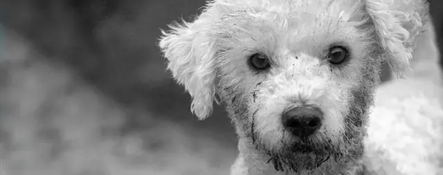 Dog Grooming VIP Grooming San Francisco