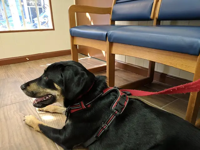 Pet vet Blue Cross Pet Hospital San Francisco