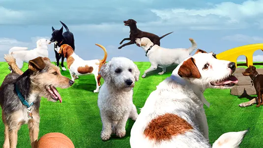 Dog breeder The Animal Keeper Oceanside