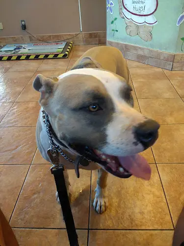 Pet vet Mast Blvd Pet Hospital El Cajon