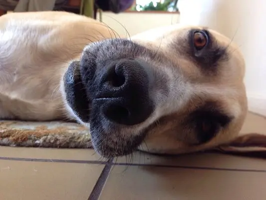 Pet vet Eye Care for Animals - San Diego San Diego
