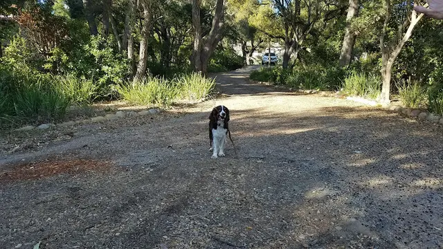 Dog Park Skofield Park Santa Barbara