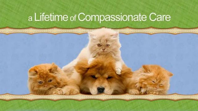 Pet vet Blue Cross Veterinary Hospital Carson