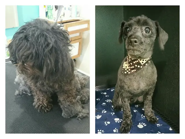 Dog Grooming Spoiled Paws Grooming Co Long Beach
