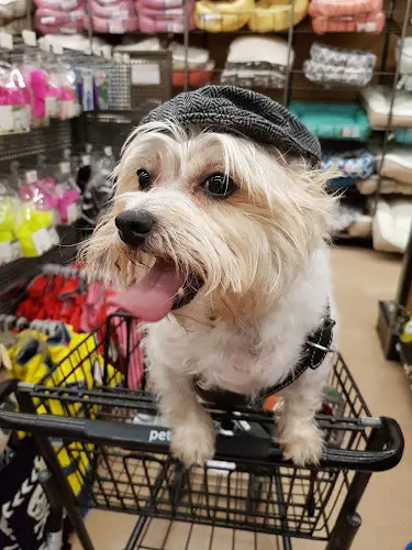 Dog Grooming Golden Paw Grooming Rialto