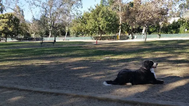 Dog Park Claremont Pooch Dog Park Ontario