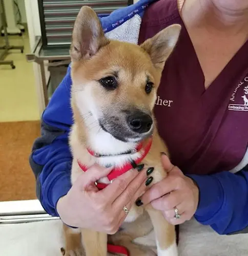 Dog day care center Animal Care Hospital Victorville