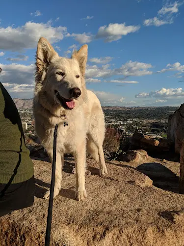 Dog walker Mount Rubidoux Park Jurupa Valley