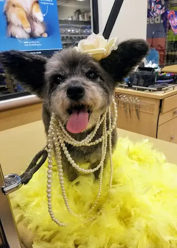 Pet vet PetSmart Long Beach