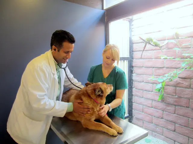 Pet vet Orange Hill Veterinary Hospital Orange